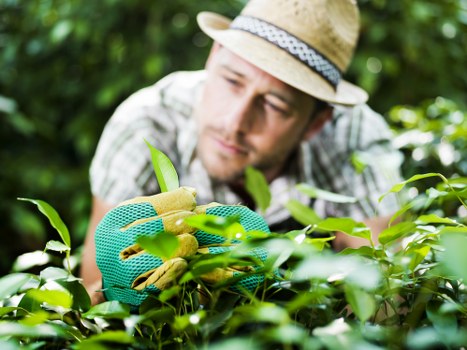 Professional gardener completing safe garden maintenance